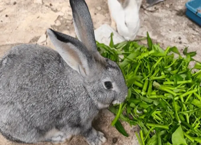Rabbit Post Werner's