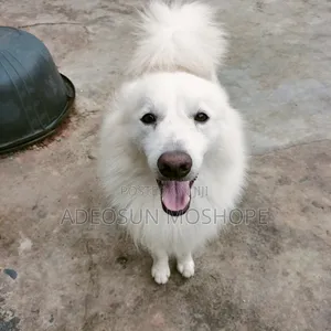 1+ year Male Purebred Samoyed