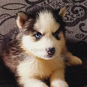 1-3 months Female Purebred Siberian Husky