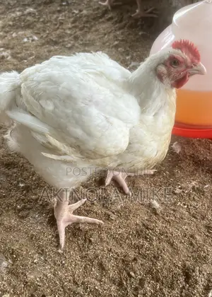 Live Broiler Chickens for Sale- Healthy and Affordable