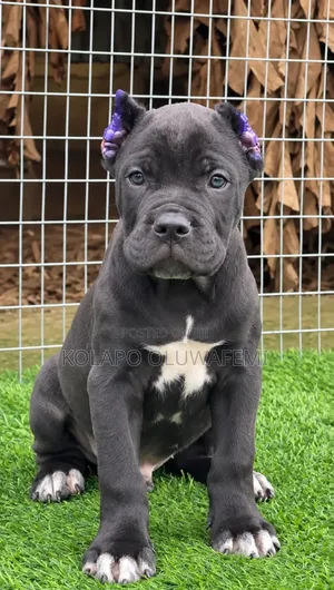 1-3 months Male Purebred Cane Corso