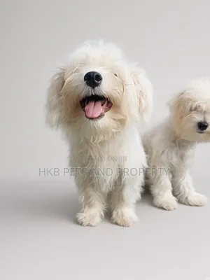 3-6 months Male Purebred Lhasa Apso