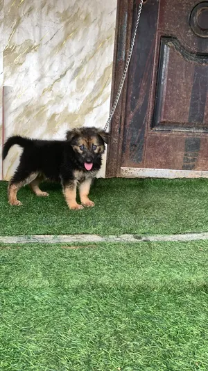 1-3 months Male Purebred German Shepherd