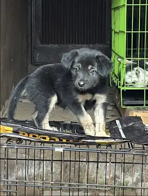 1-3 months Female Purebred German Shepherd