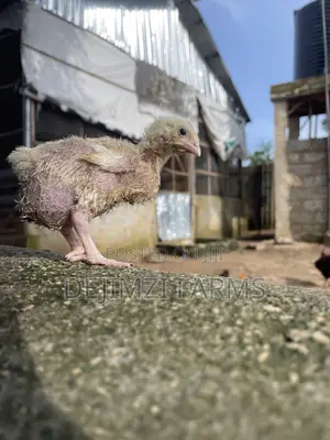 2 Week Agrited Broiler