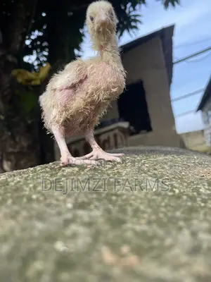 2 Week Agrited Broiler