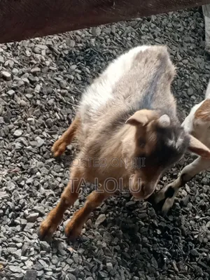 Healthy Male Goat