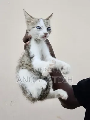 1-3 months Male Purebred Tabby