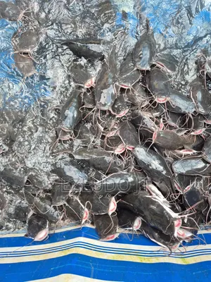 Ezeudo Fishfarm