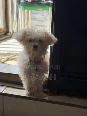 1+ year Male Mixed Breed Lhasa Apso