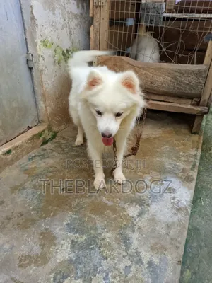 1+ year Male Purebred American Eskimo