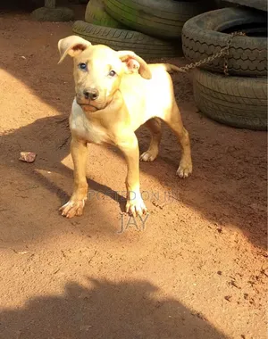 3-6 months Male Purebred American Pit Bull Terrier