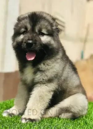 1-3 months Female Purebred Caucasian Shepherd