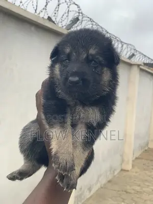 0-1 month Female Purebred German Shepherd