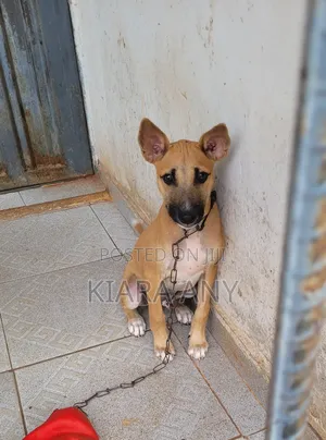 1-3 months Male Purebred Dog