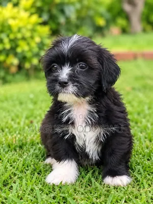 1-3 months Male Purebred Lhasa Apso
