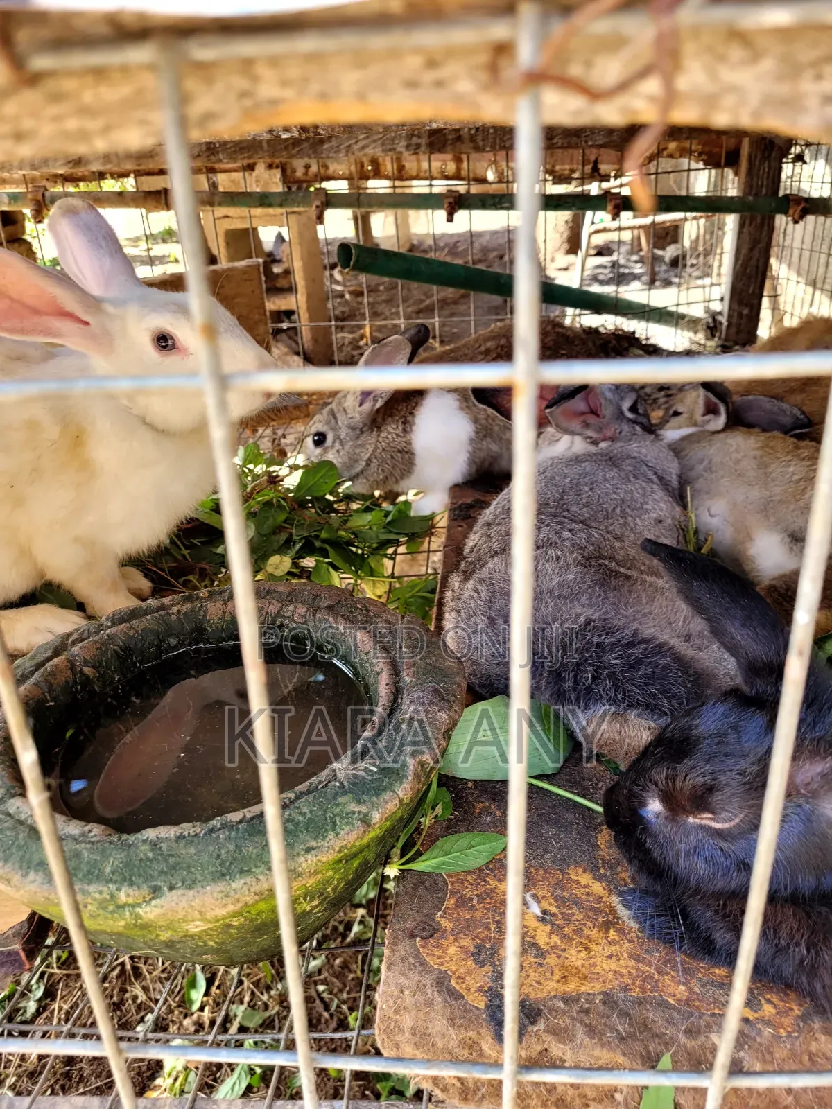 Rabbits for Breading