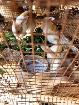 Rabbits for Breading