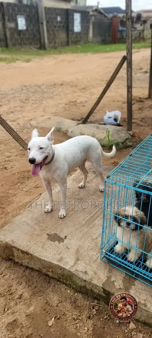 1+ year Male Purebred American Pit Bull Terrier