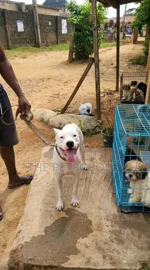 1+ year Male Purebred American Pit Bull Terrier