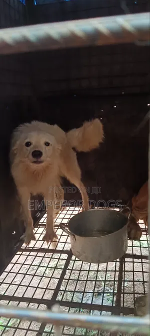 6-12 months Male Purebred American Eskimo