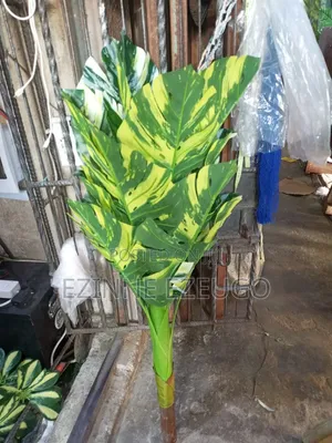 Quality Blossom Flower
