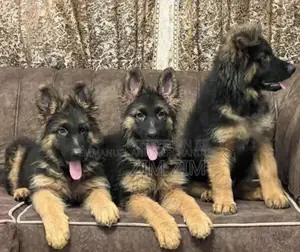 1-3 months Female Purebred German Shepherd