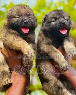 1-3 months Female Purebred Caucasian Shepherd