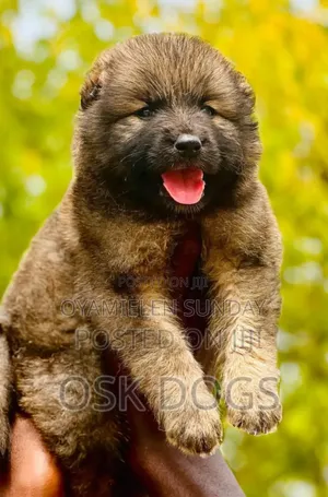 1-3 months Female Purebred Caucasian Shepherd