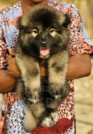1-3 months Male Purebred Caucasian Shepherd
