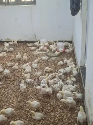 Agrited Broilers,2weeks Mature Size /Big Catfishes for Bulk Purchase