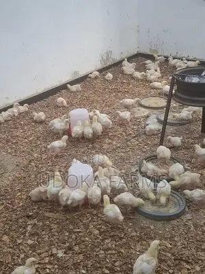 Agrited Broilers,2weeks Mature Size /Big Catfishes for Bulk Purchase