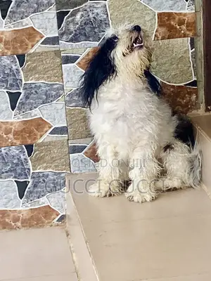 1+ year Female Purebred Lhasa Apso