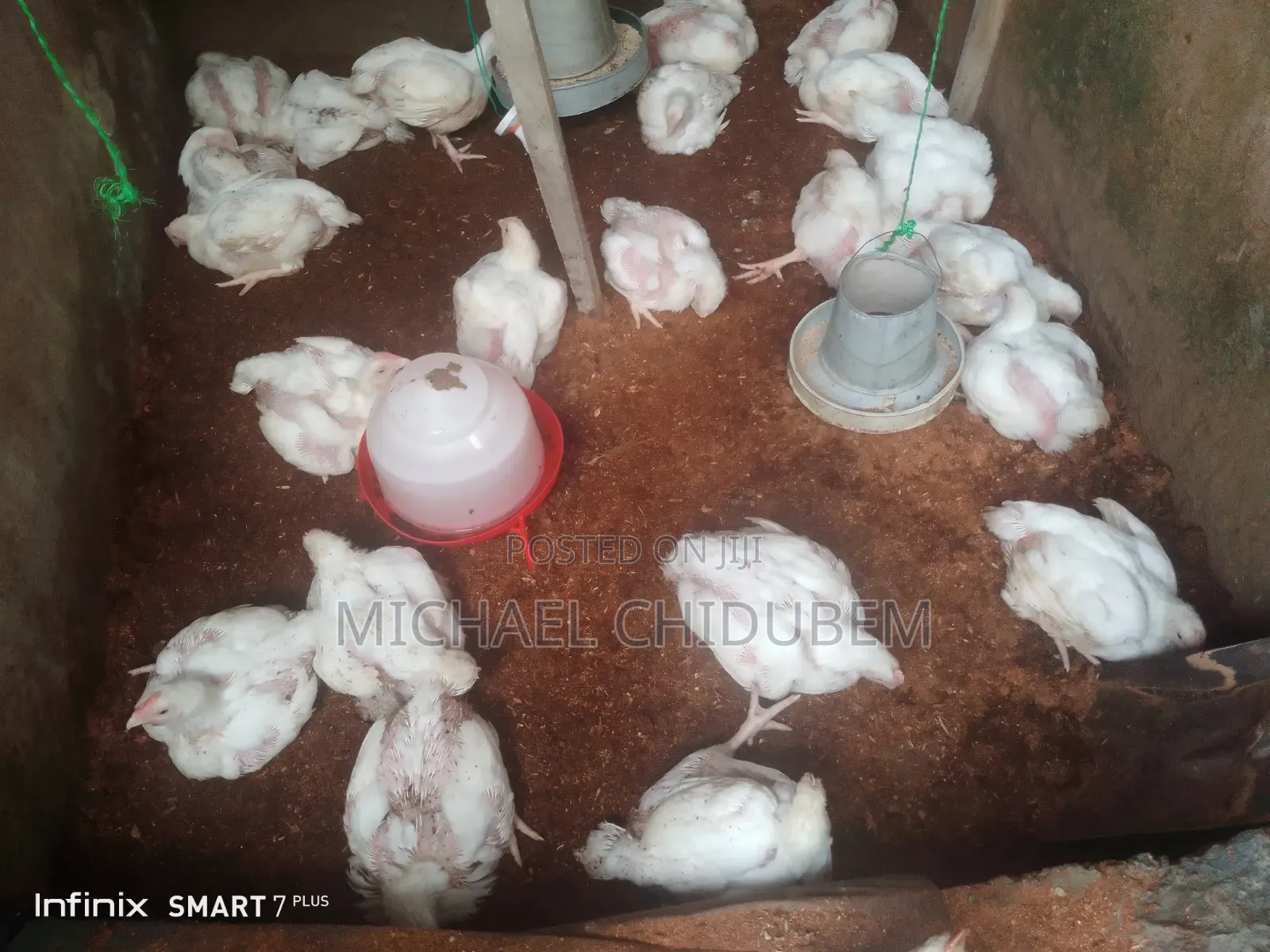 Live Broilers for Sell