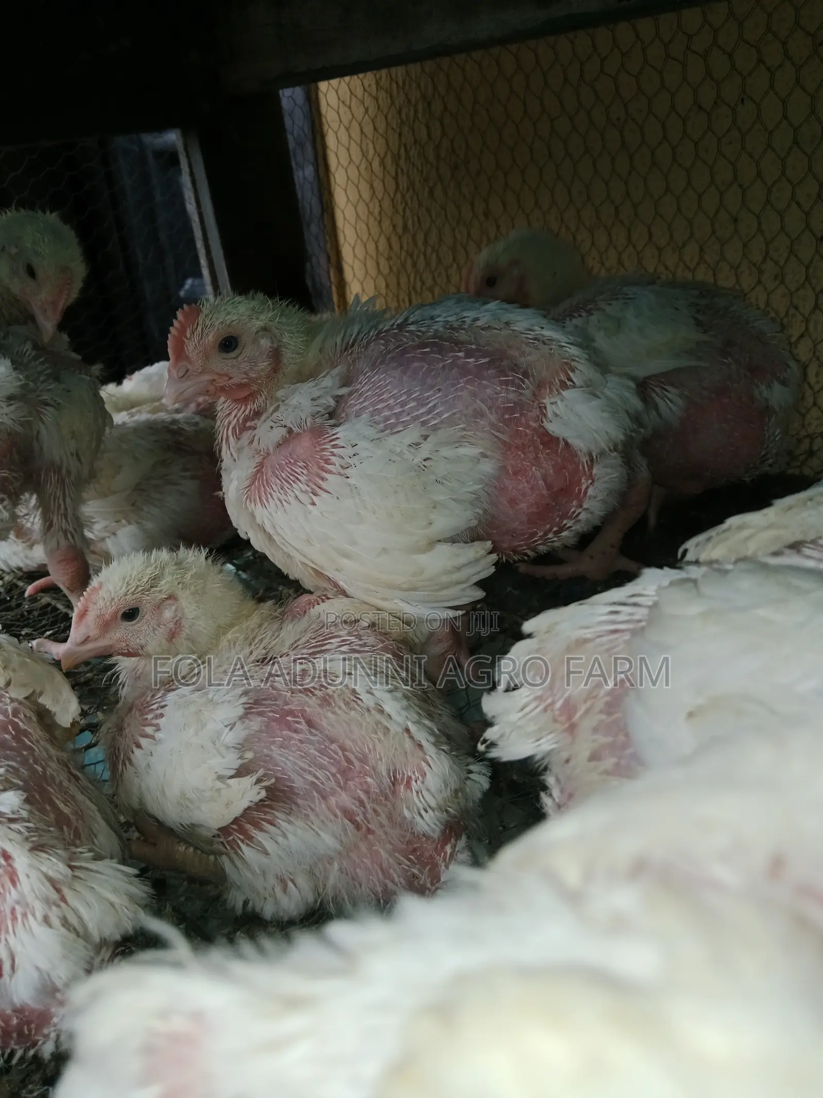 4weeks Broiler Chicken