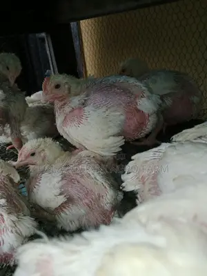 4weeks Broiler Chicken