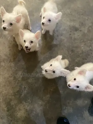 1-3 months Female Purebred American Eskimo