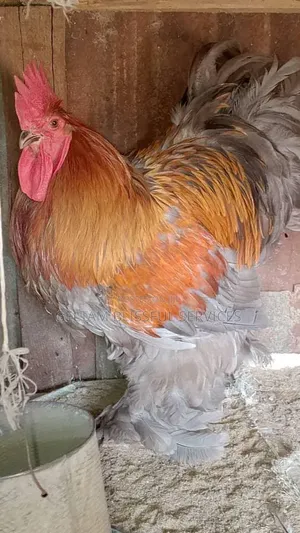 Brahma Chickens