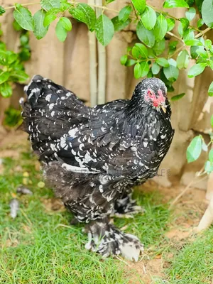 Brahma Chickens