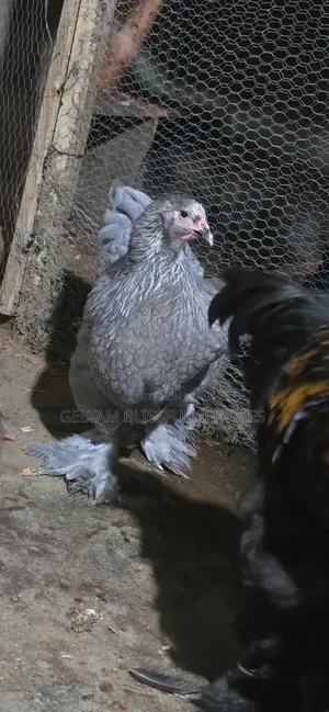 Brahma Chickens