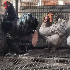 Brahma Chickens
