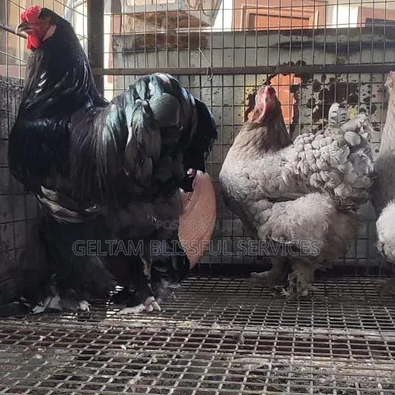 Brahma Chickens
