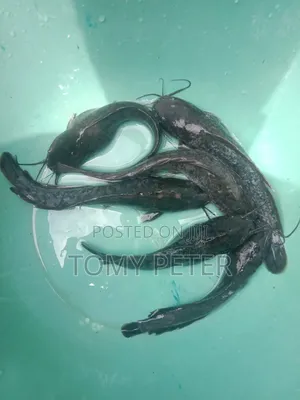 Fresh Live Catfish - Melange Size for Sale Urgently!! Size 300g-450g