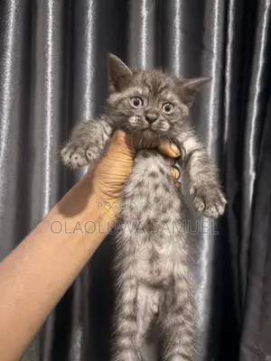 Cat for Stud Service, Assured and Guaranteed 💯💯💯