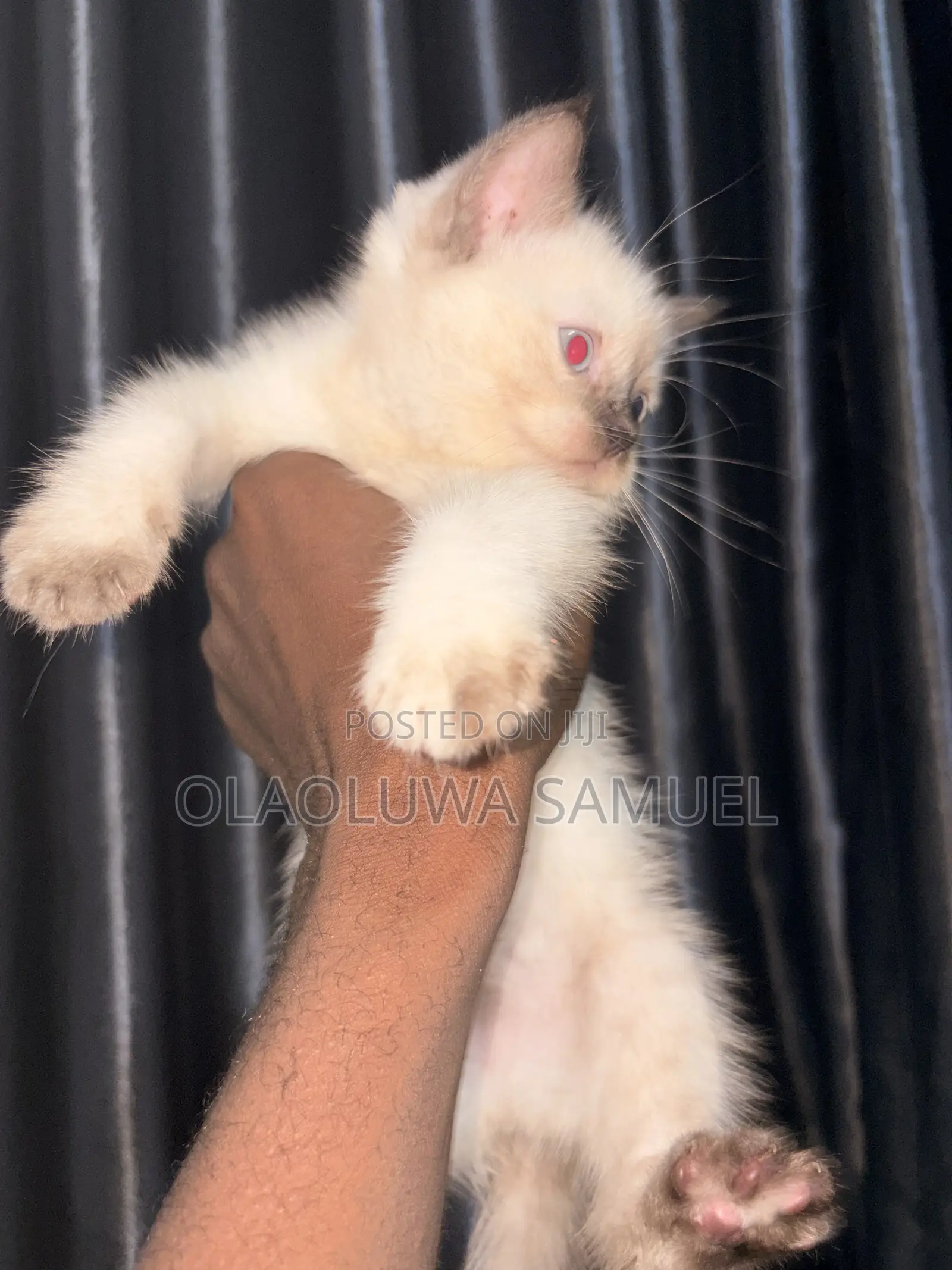 Cat for Stud Service, Assured and Guaranteed 💯💯💯