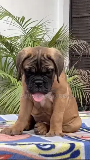 1-3 months Female Purebred Boerboel
