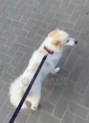 1+ year Female Purebred American Eskimo