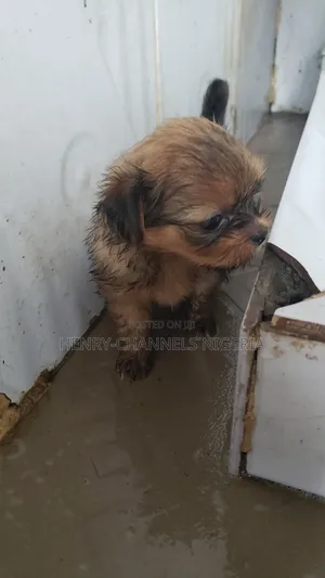 1-3 months Female Mixed Breed Pekingese