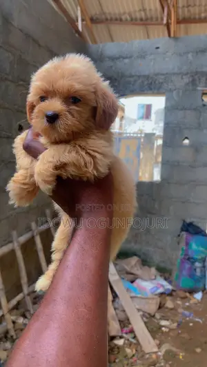 1-3 months Female Purebred Lhasa Apso