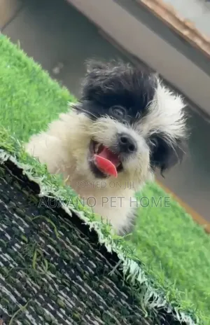 1-3 months Female Purebred Lhasa Apso